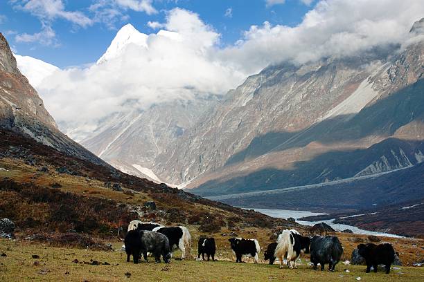 Campsite under Himalayas